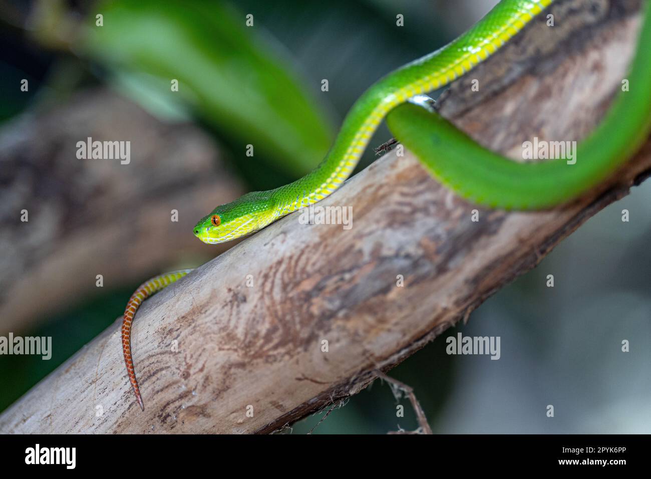 Green Pit Viper, Trimeresurus albolabris Banque D'Images