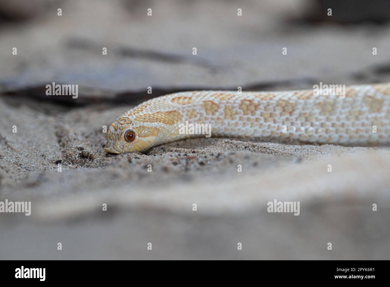 Serpent à nez de porc du Texas, Heterodon nasicus Banque D'Images