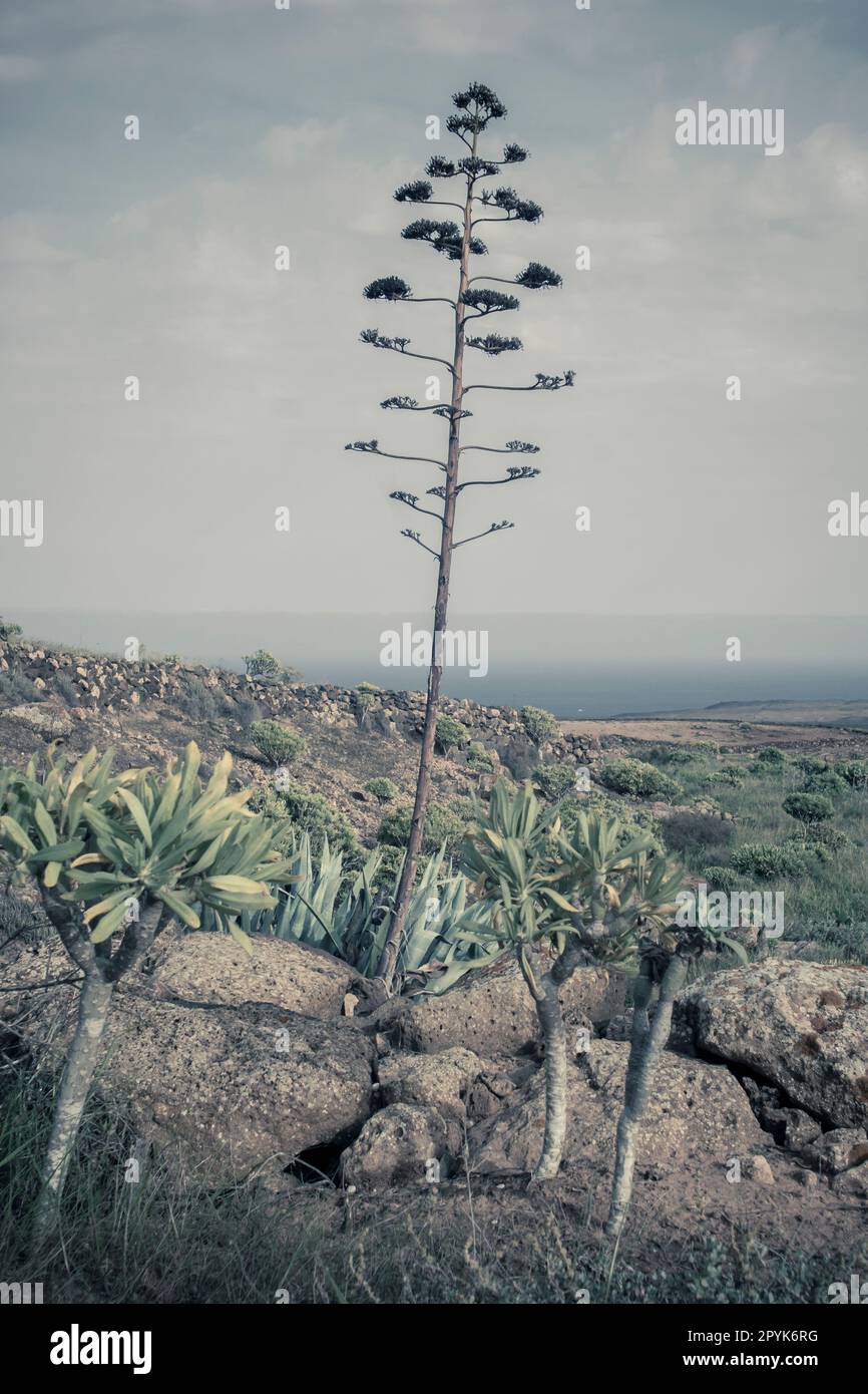 Vue verticale et cinématographique sur le paysage naturel de Lanzarote avec tige Agave Banque D'Images