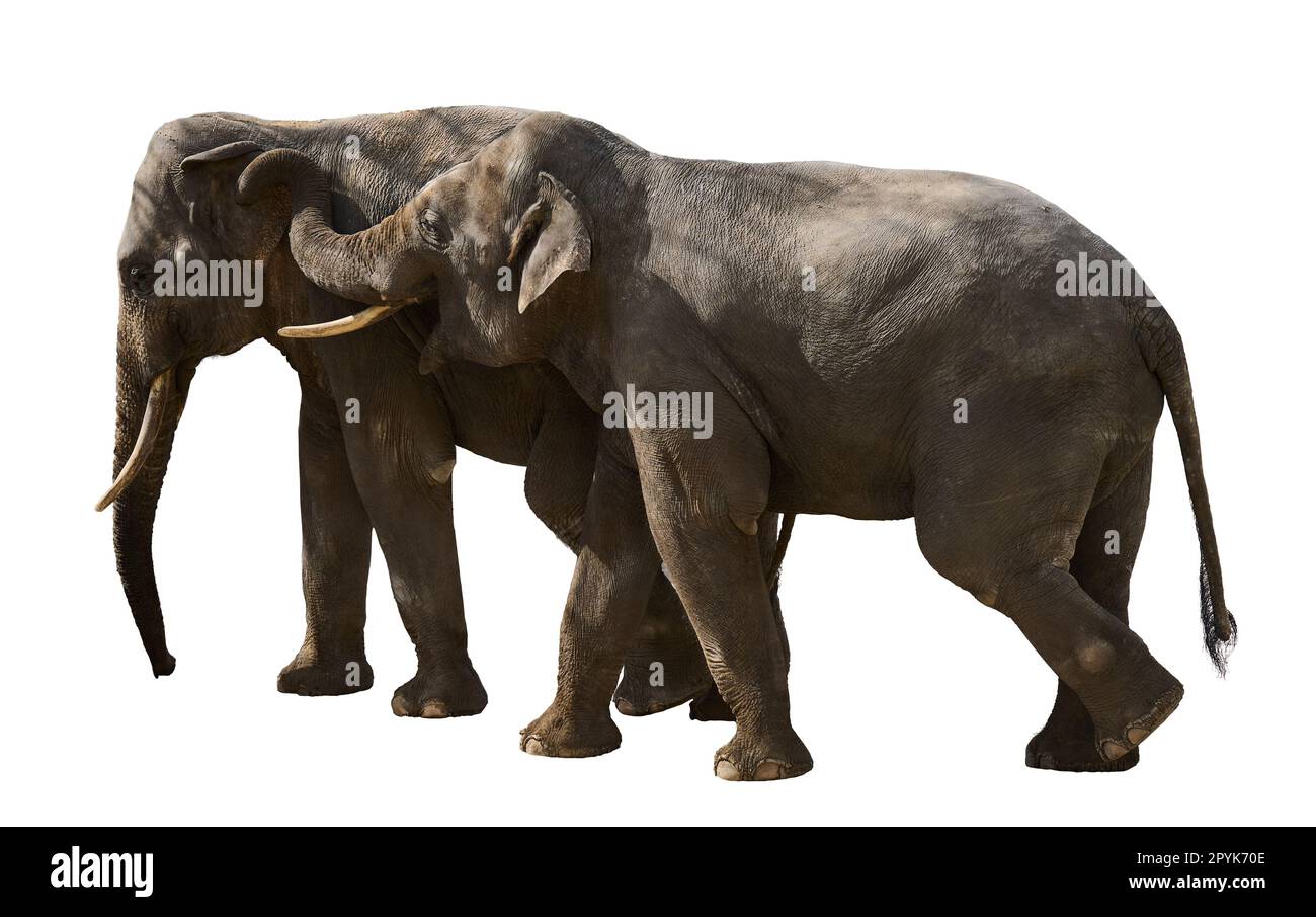 Deux éléphants adultes marchent les uns à côté des autres, les animaux sont isolés sur un fond blanc Banque D'Images