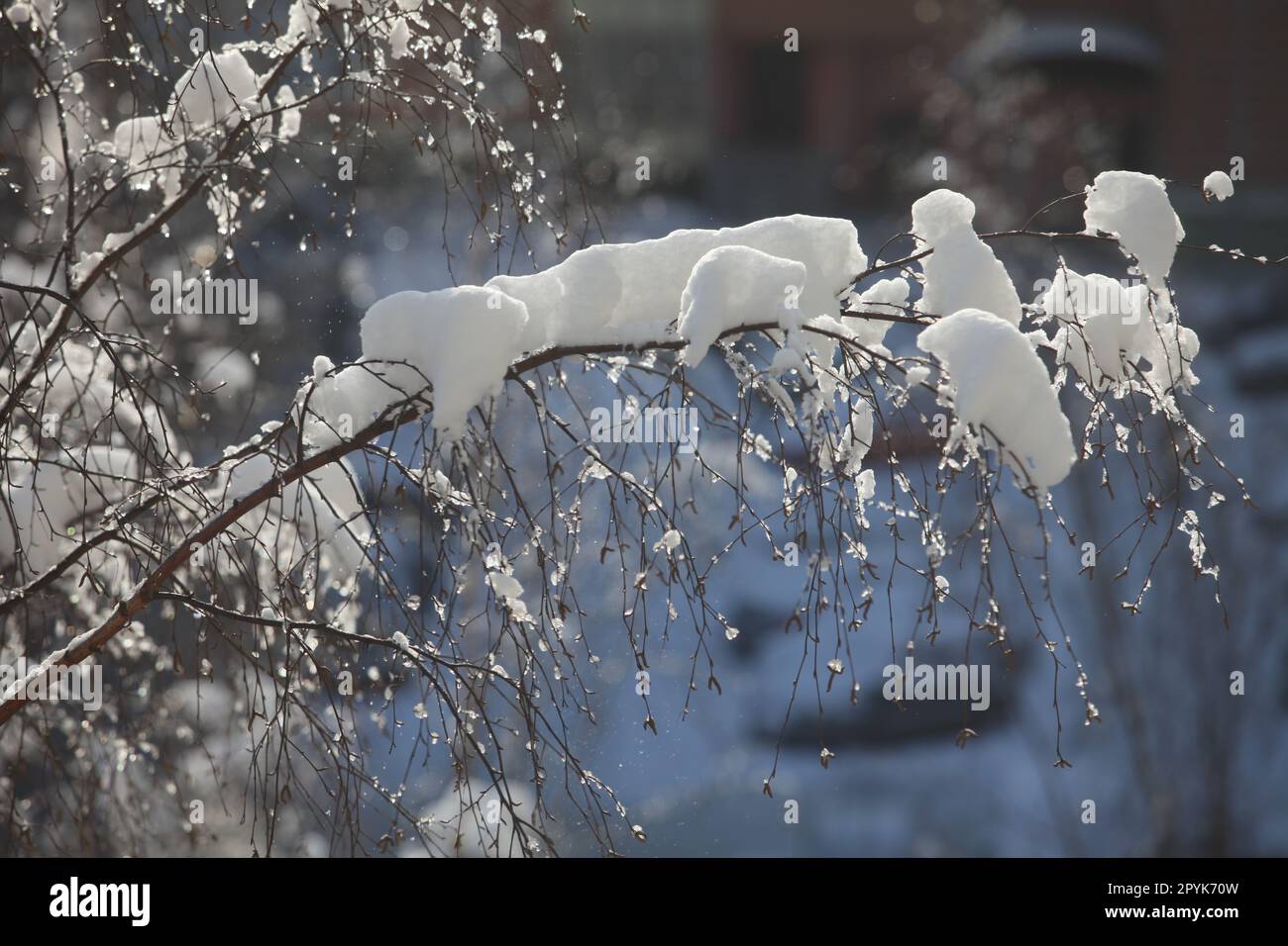 Winter snow covered tree branches Banque D'Images