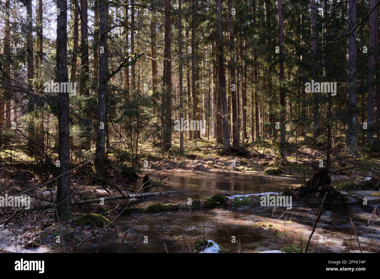 Forêt de conifères au soleil d'hiver Banque D'Images