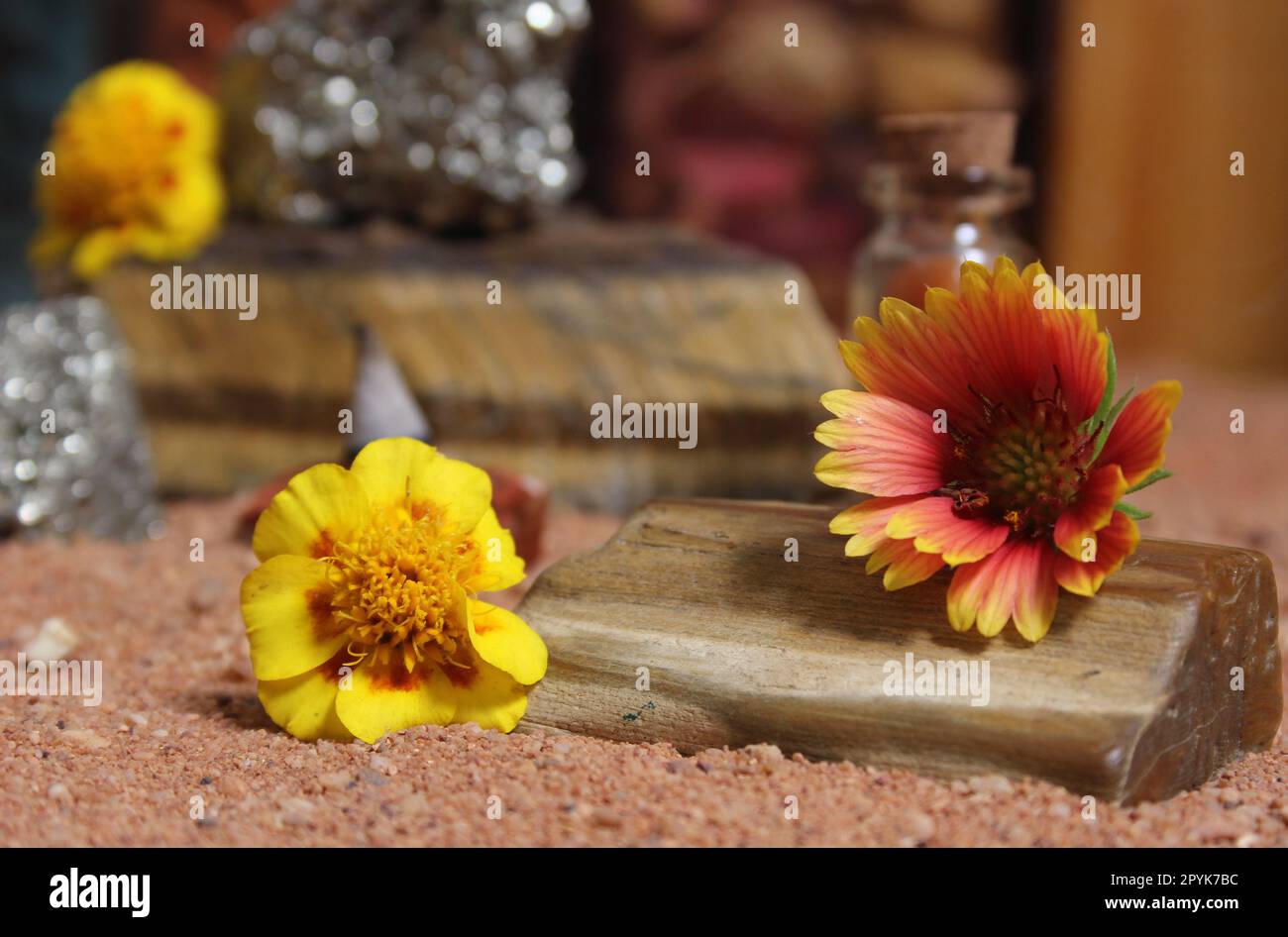 Fleur jaune sur le bois pétrifié et cristaux sur le sable rouge australien Banque D'Images