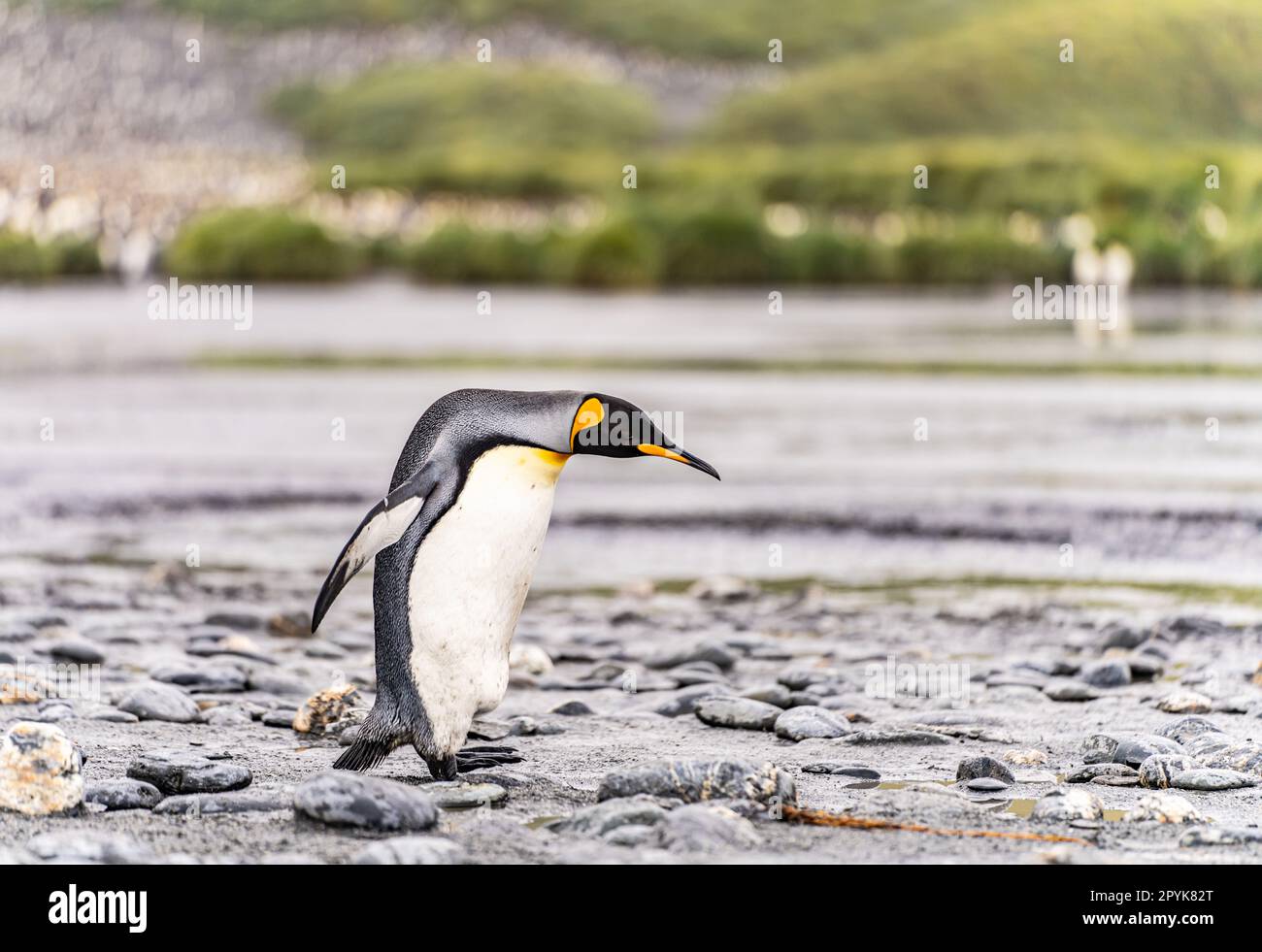 King Penguin - (APTENODYTES PATAGONICUS) colonie dans la plaine de Salisbury vaste plaine balayée par le glacier Grace en Géorgie du Sud et la plus grande pépinière d'éléphants de mer de Géorgie du Sud. Banque D'Images