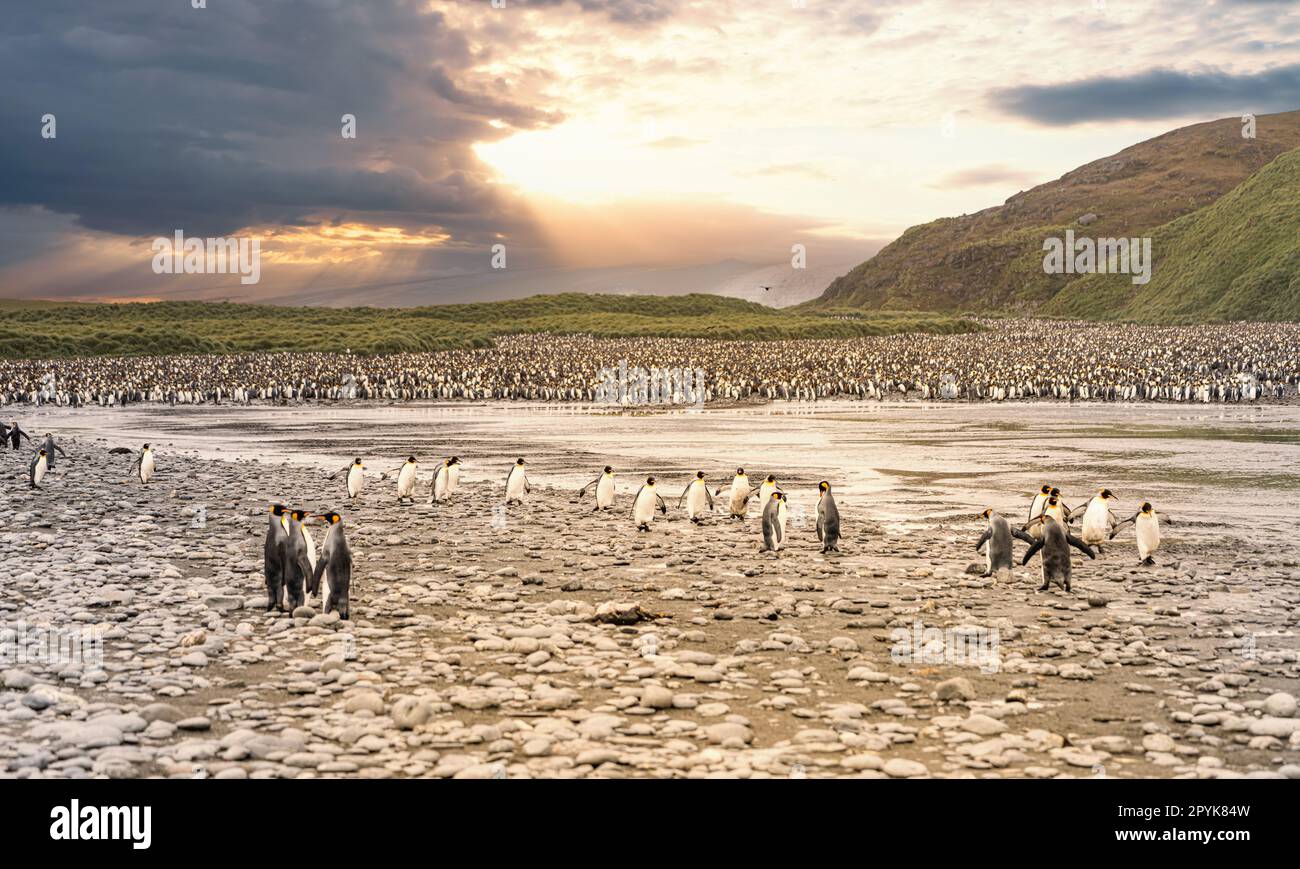 King Penguin - (APTENODYTES PATAGONICUS) colonie dans la plaine de Salisbury vaste plaine balayée par le glacier Grace en Géorgie du Sud et la plus grande pépinière d'éléphants de mer de Géorgie du Sud. Banque D'Images