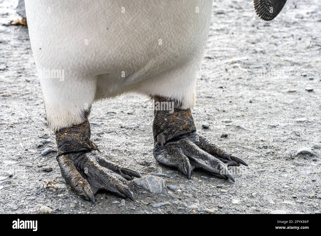 Photo détaillée - gros plan du pied noir (les nageoires) d'un pingouin roi (APTENODYTES PATAGONICUS) Banque D'Images