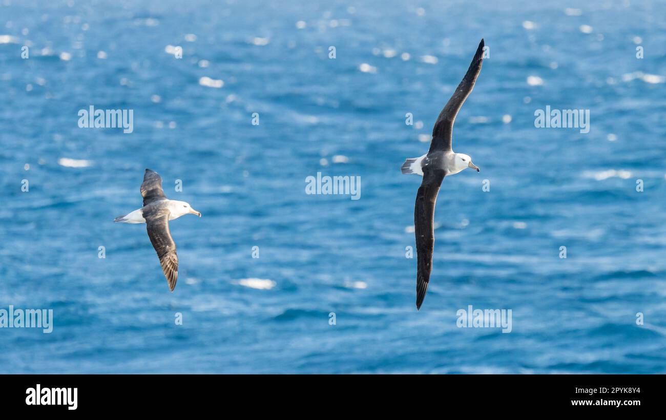 L'albatros errant (Diomedea exulans) - l'oiseau avec la plus grande envergure du monde s'étend sur la mer bleue en vol de glisse Banque D'Images