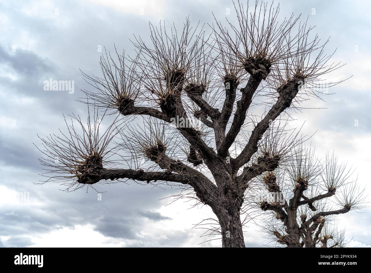 couronne d'un arbre sans feuilles sur un ciel bleu Banque D'Images