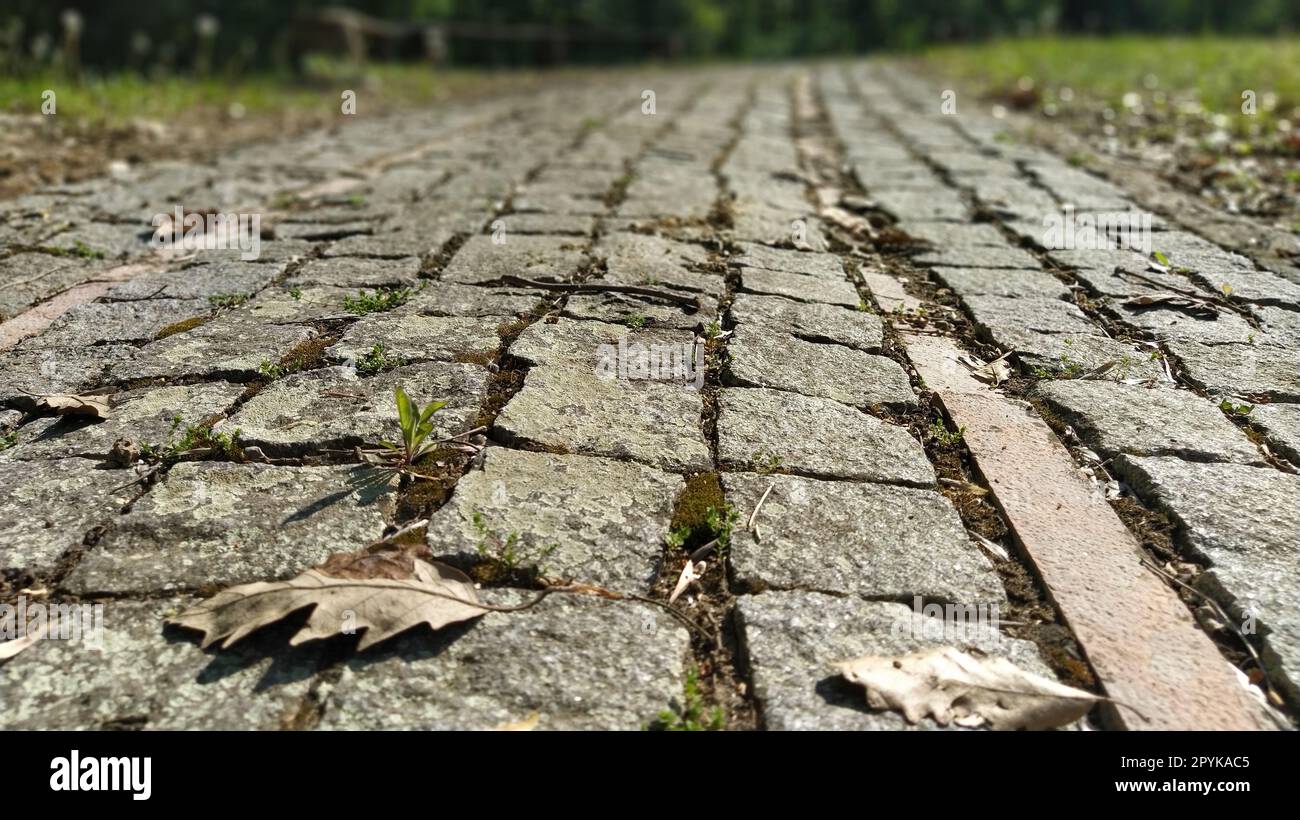 Sol pavé recouvert de feuilles sèches à la lumière du soleil. Les vieux pavés du parc sont recouverts d'herbe sèche et de feuilles. Sur fond de végétation défocalisée Banque D'Images