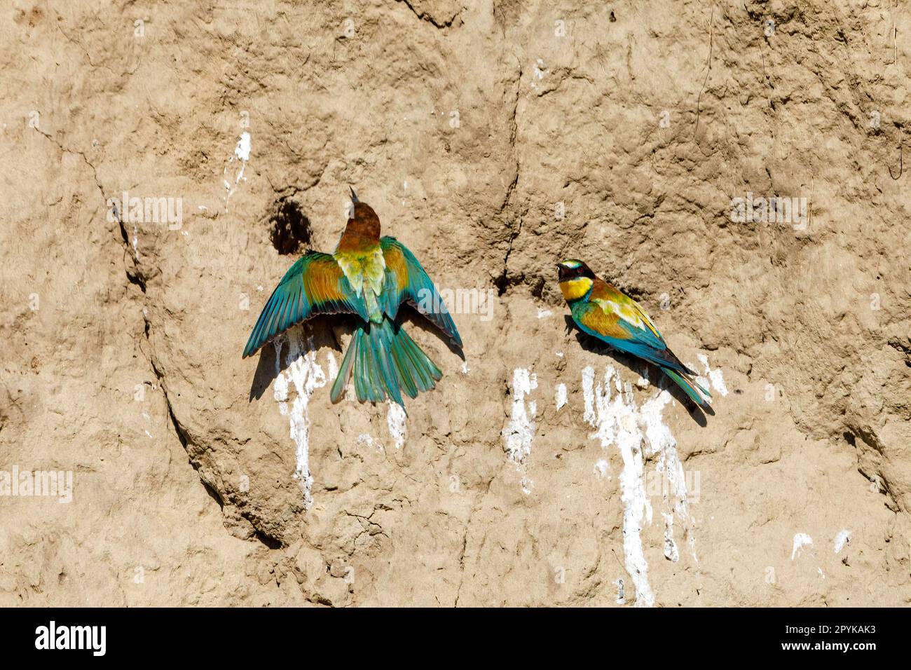 Bee Eater coloré dans le delta du Danube Banque D'Images