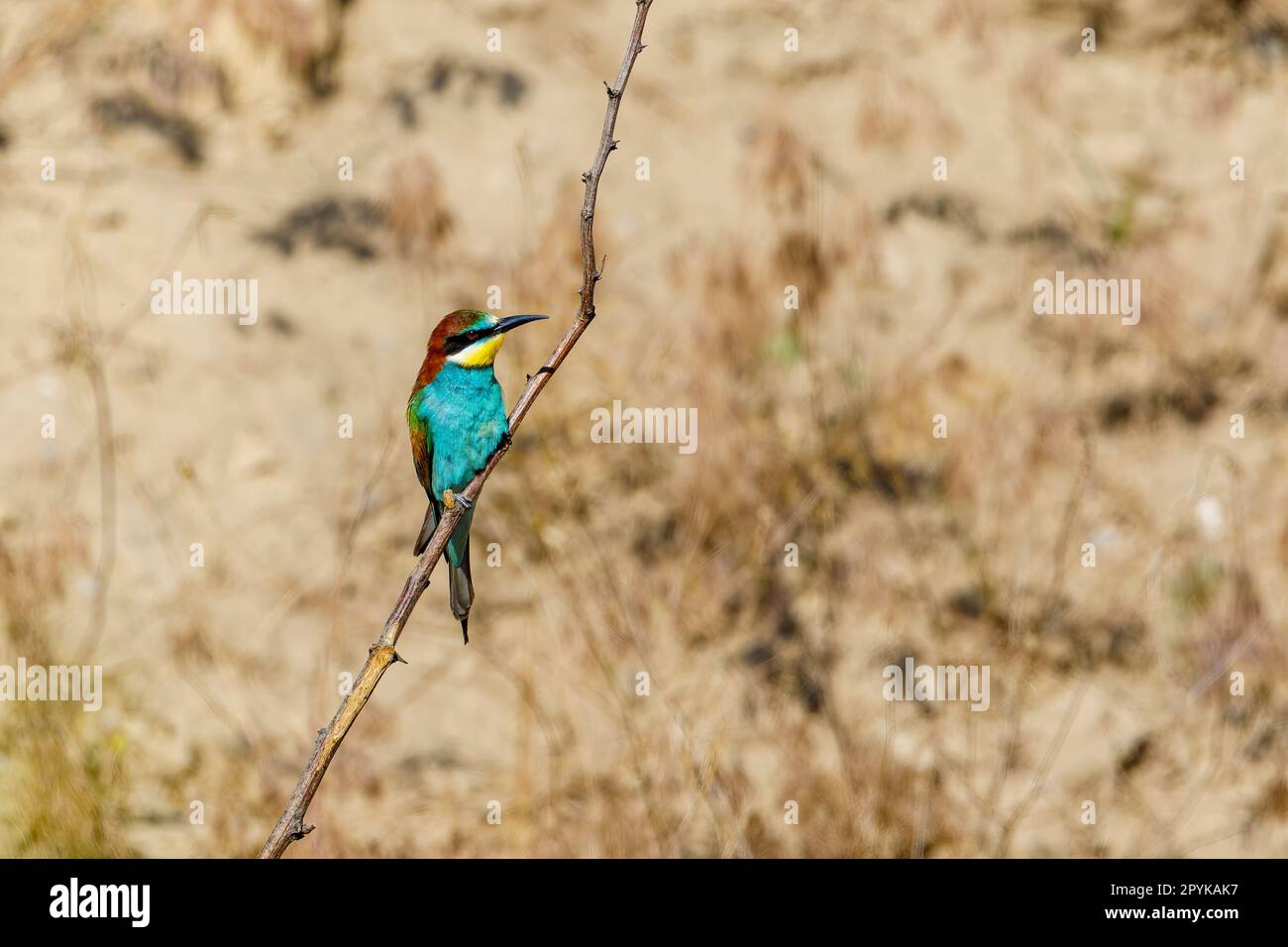 Bee Eater coloré dans le delta du Danube Banque D'Images