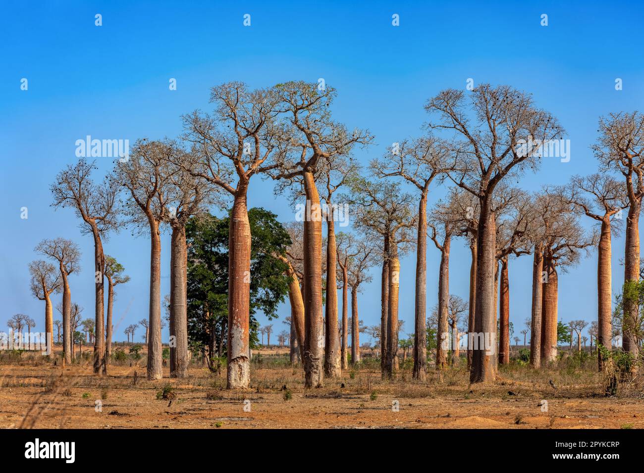 Forêt de baobab sur la route de Morondava à Belo sur Tsiribihina. Paysage de Madagascar. Banque D'Images