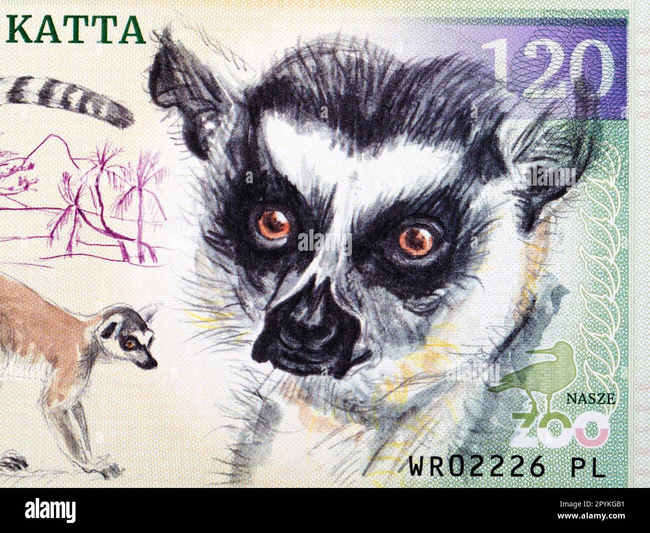 Limonteur à queue d'anneau un portrait de gros plan de l'argent Banque D'Images