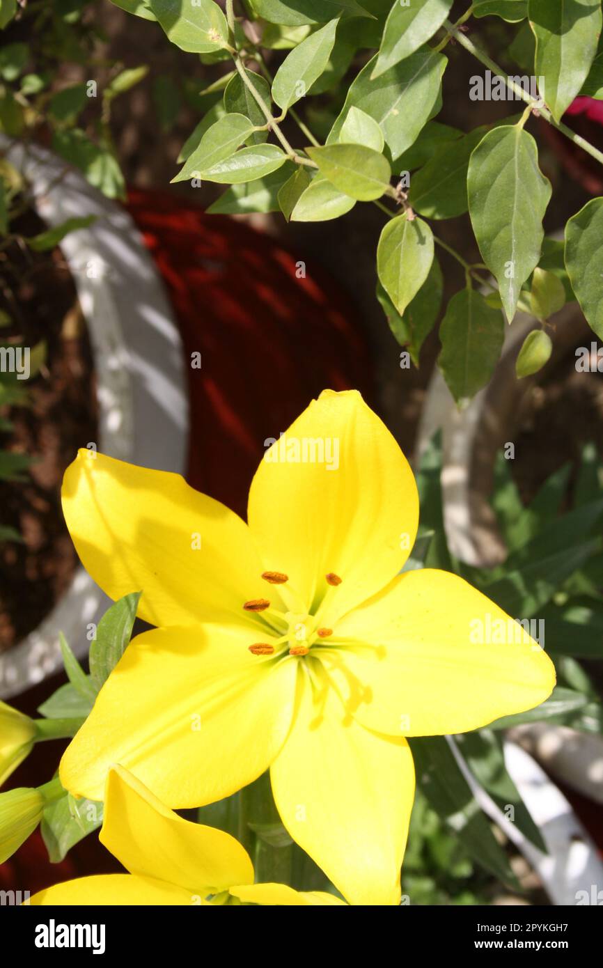 Lilium 'Yellow Power' (Lilium auratum) fleurs aux anthères brunes : (pix Sanjiv Shukla) Banque D'Images