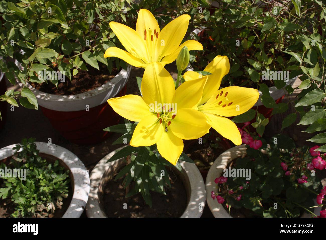 Lilium 'Yellow Power' (Lilium auratum) fleurs aux anthères brunes : (pix Sanjiv Shukla) Banque D'Images