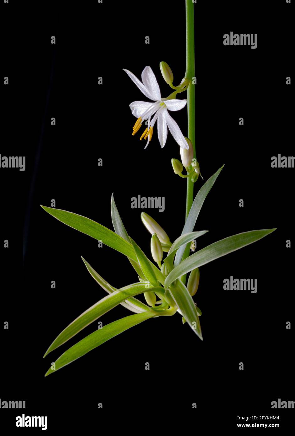 Fleur d'araignée, Chlorophytum comosum Banque D'Images