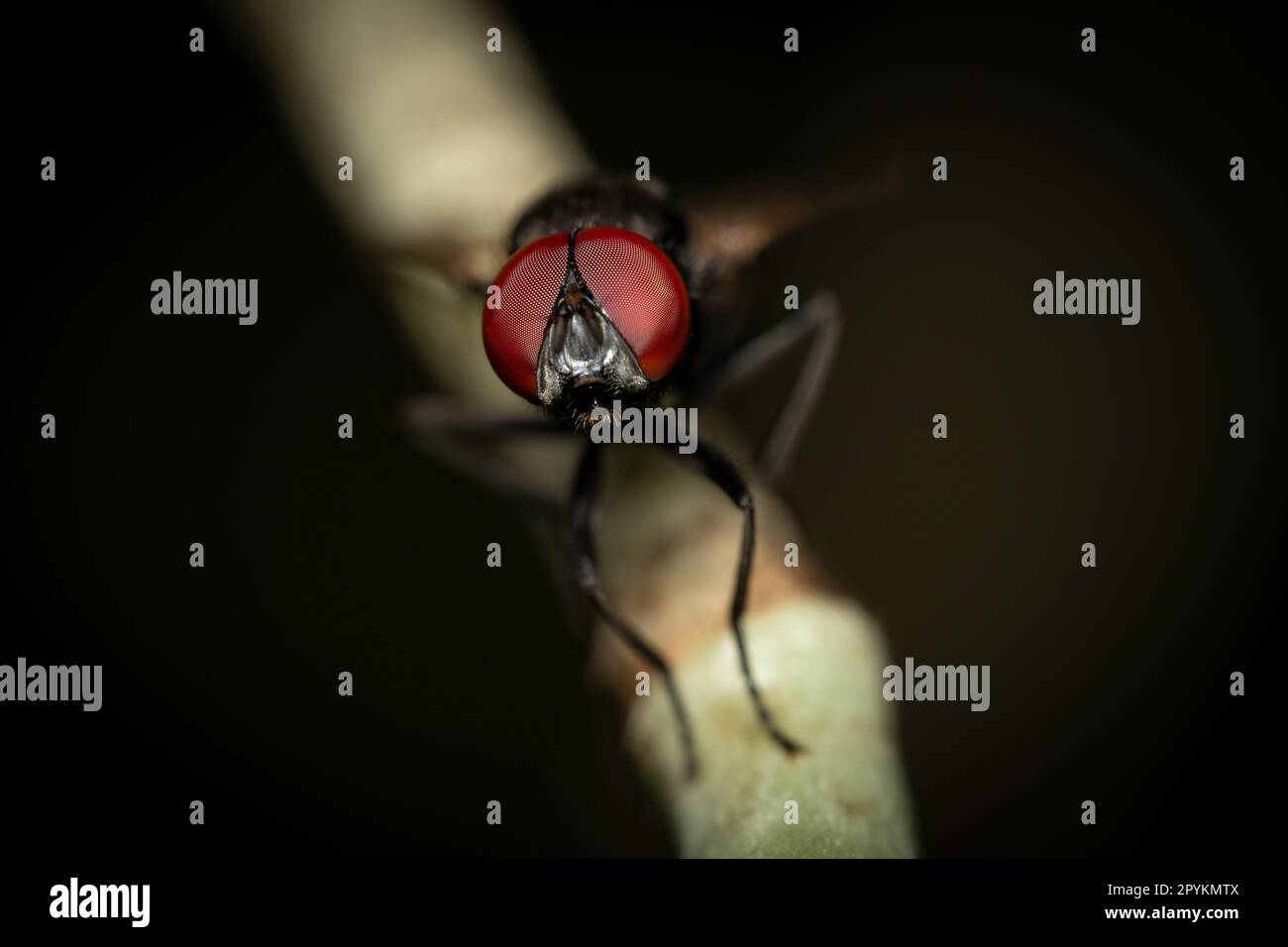 Macro des yeux composés d'une mouche. Banque D'Images