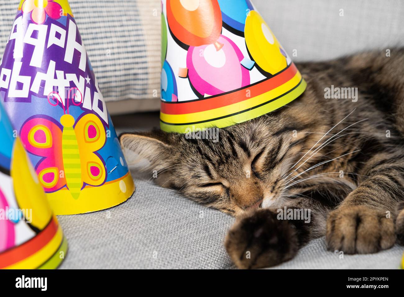 Le chaton d'anniversaire dort dans un chapeau, un cône, joyeux anniversaire. Le premier anniversaire du chat. Banque D'Images