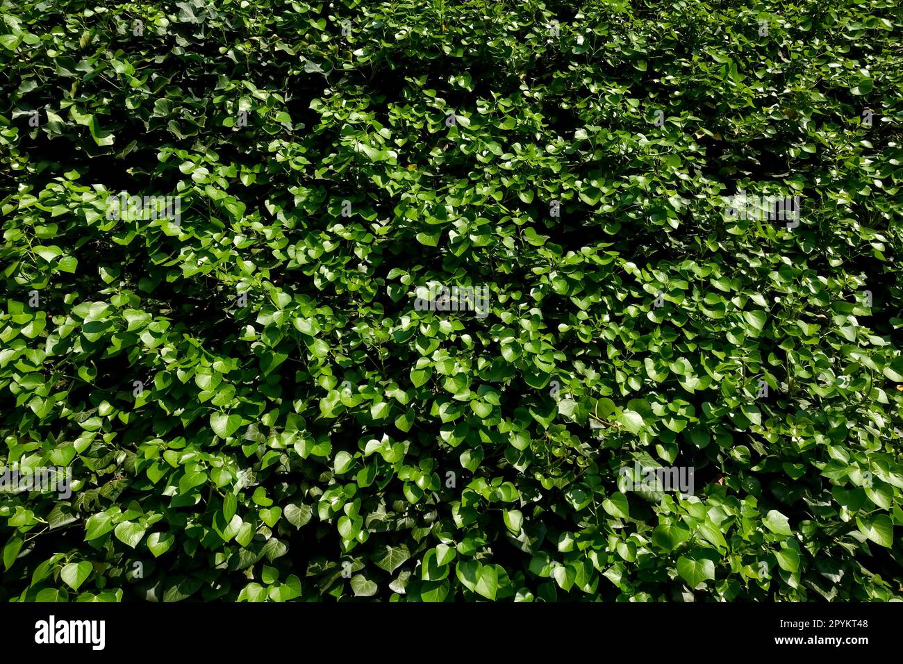 Mur vert luxuriant avec feuilles germées pour un concept environnemental ou durable Banque D'Images