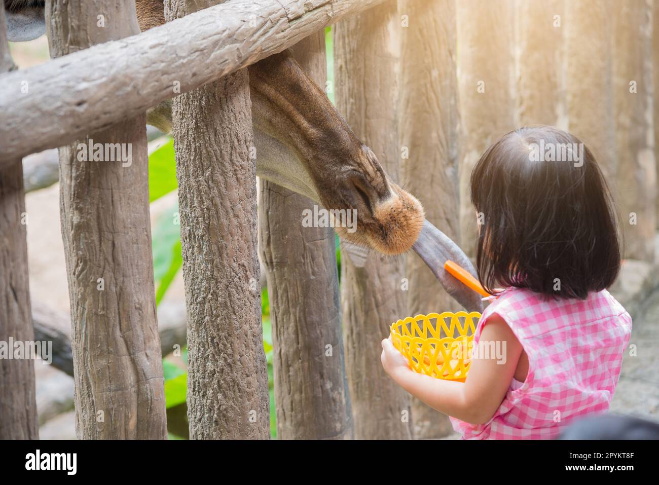 La Giraffe a reçu de la nourriture de petite fille avec la relation douce Banque D'Images