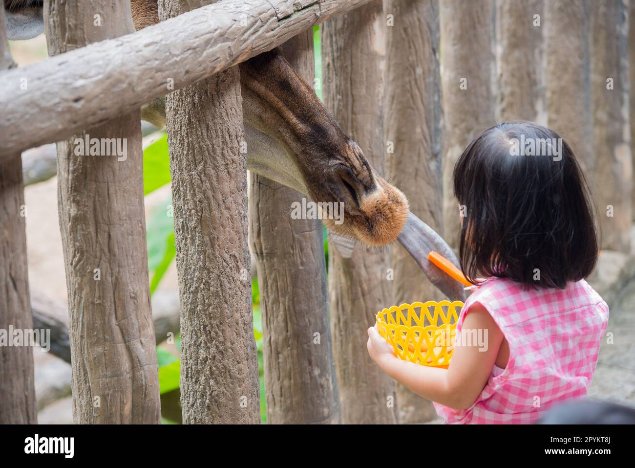 La Giraffe a reçu de la nourriture de petite fille avec la relation douce Banque D'Images