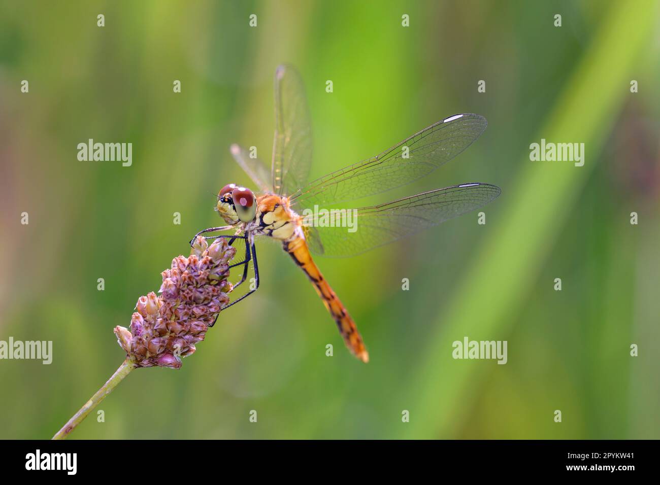 Sympetrum depressiusculum la dragonvole de dard tacheté dans son habitat naturel Banque D'Images
