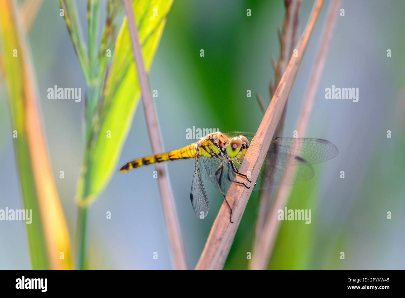 Sympetrum depressiusculum la dragonvole de dard tacheté dans son habitat naturel Banque D'Images