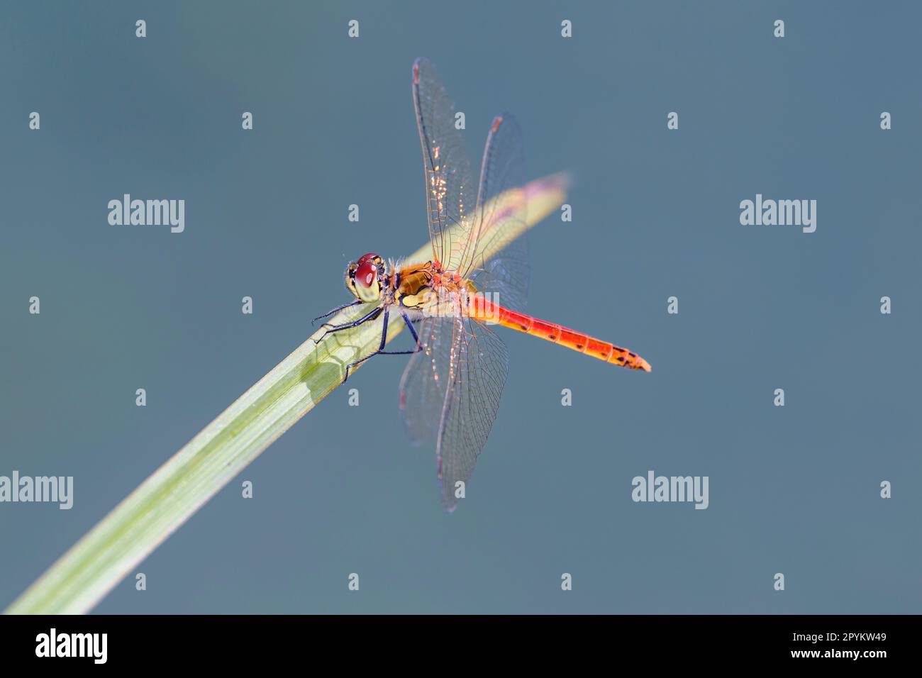 Sympetrum depressiusculum la dragonvole de dard tacheté dans son habitat naturel Banque D'Images