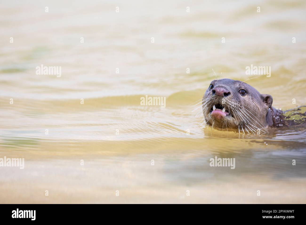 La loutre recouverte de douceur nageant dans la mer près de la rive le long de la côte de Singapour Banque D'Images