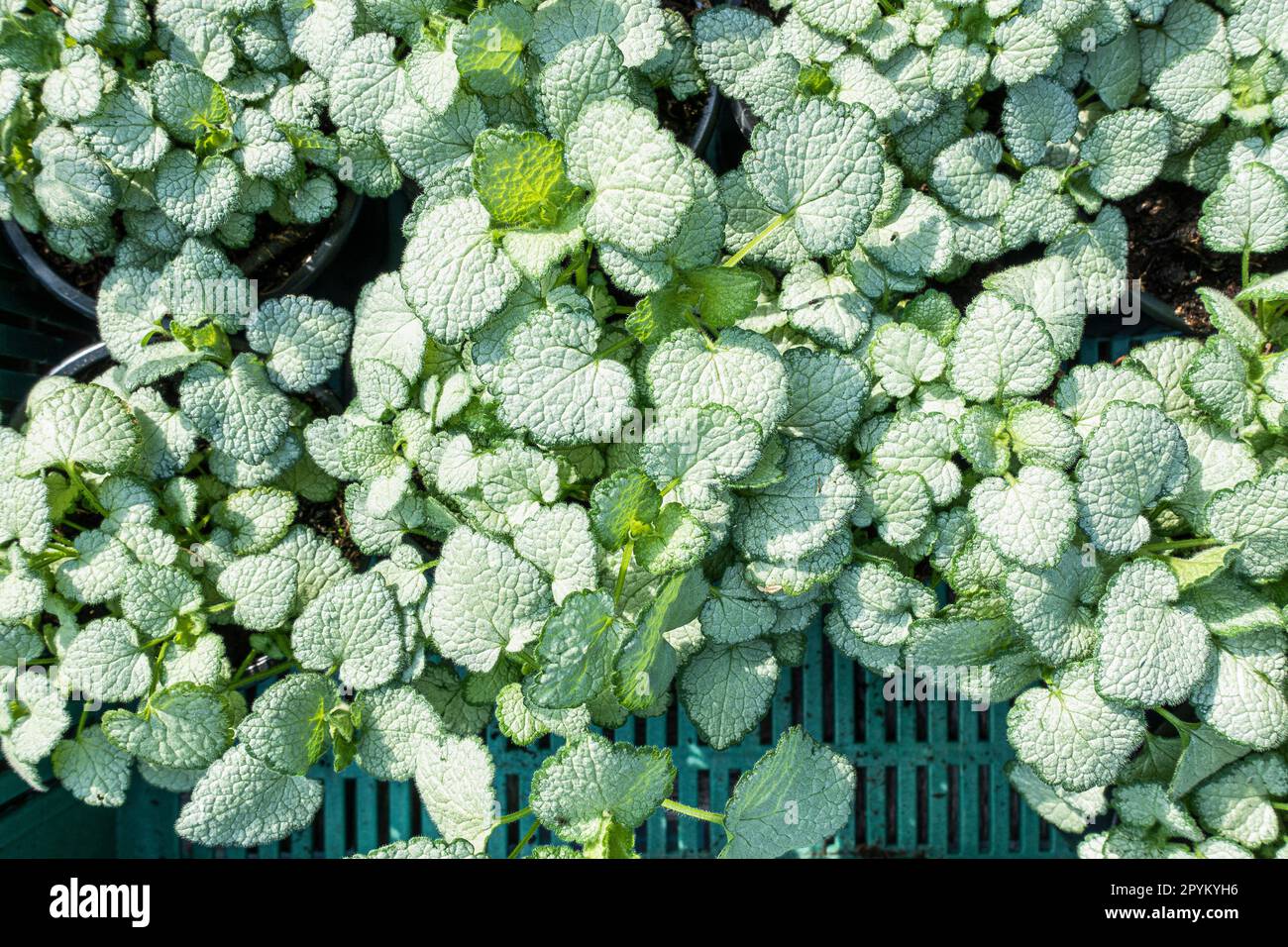 Mortnetle tacheté, Lamium maculatum 'White Nancy', Pruhonice, République Tchèque, 27 avril 2023. (CTK photo/Libor Sojka) Banque D'Images