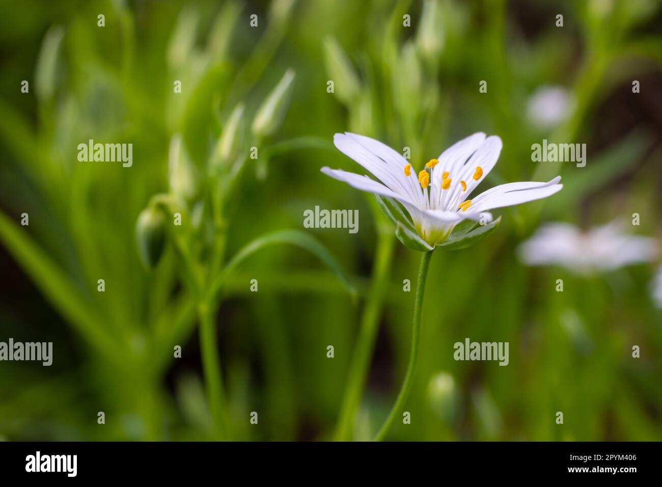 Stellaria holostea. Délicates fleurs de la forêt de l'herbe à chiche, Stellaria holostea ou Echte Sternmiere. fond floral. fleurs blanches sur un gr naturel Banque D'Images