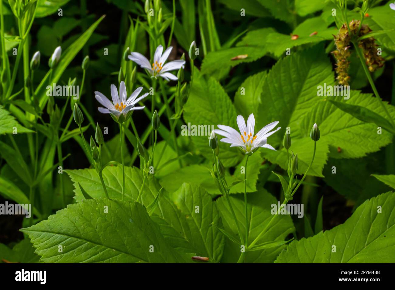 Stellaria holostea. Délicates fleurs de la forêt de l'herbe à chiche, Stellaria holostea ou Echte Sternmiere. fond floral. fleurs blanches sur un gr naturel Banque D'Images