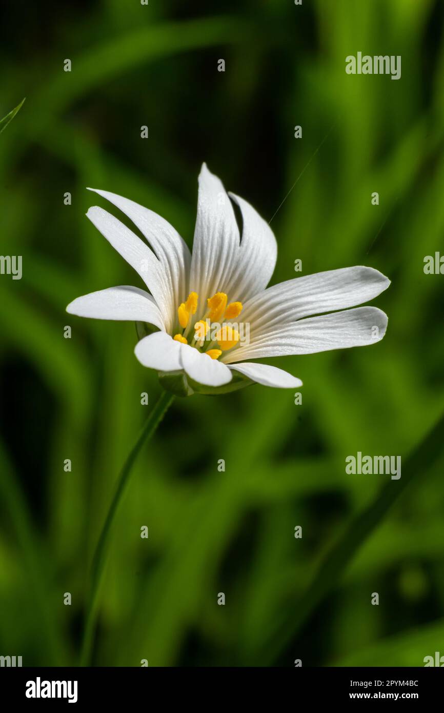 Stellaria holostea. Délicates fleurs de la forêt de l'herbe à chiche, Stellaria holostea ou Echte Sternmiere. fond floral. fleurs blanches sur un gr naturel Banque D'Images