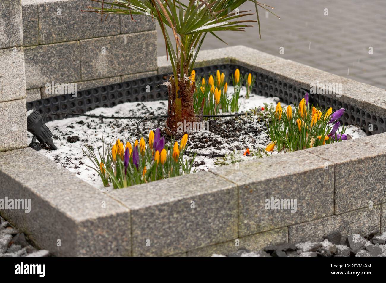 Tulipes et un palmier recouvert de neige au printemps. Photo de haute qualité Banque D'Images