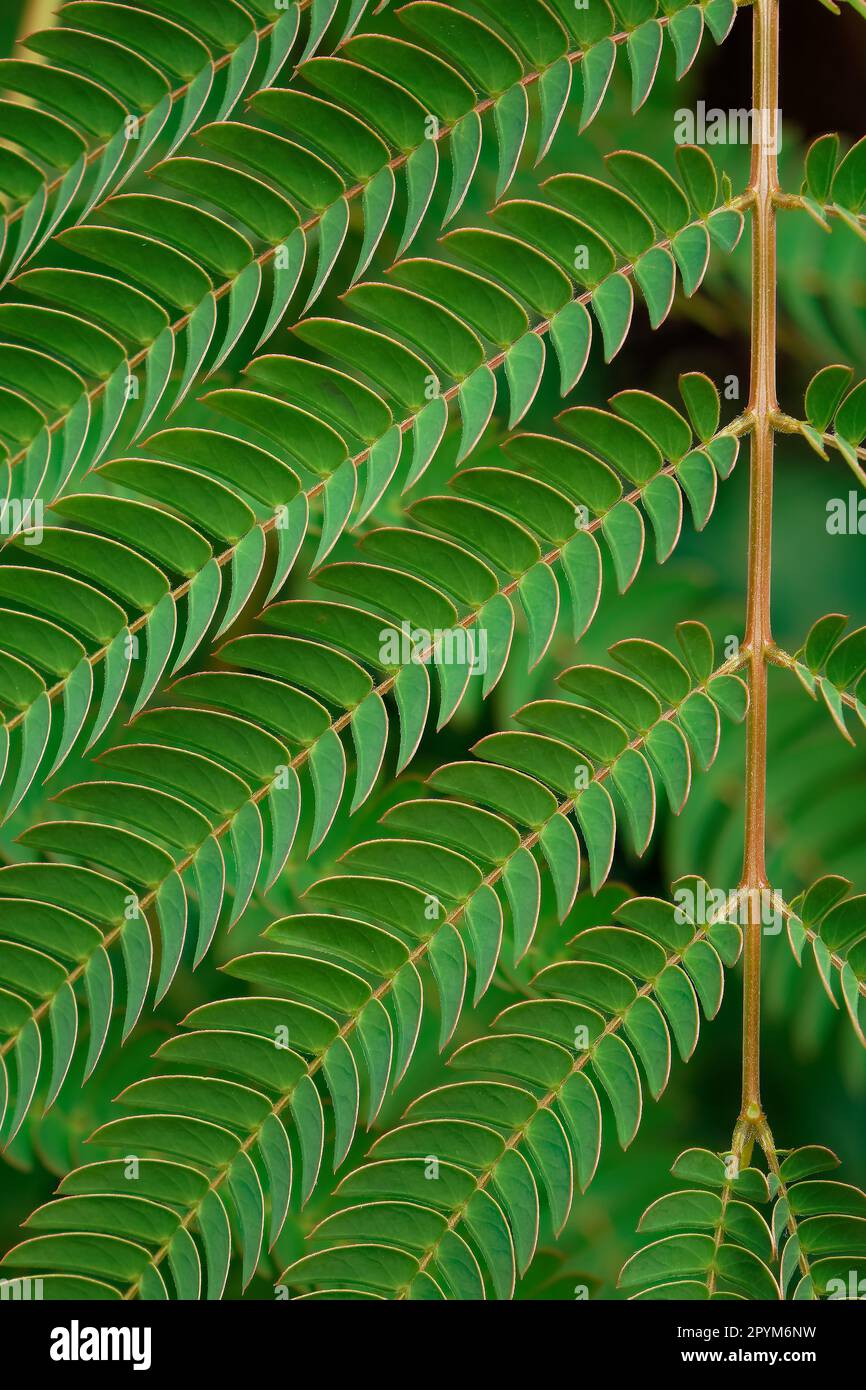 Gros plan d'une branche d'arbre mimosa vert vif. Magnifique toile de fond naturelle. Banque D'Images