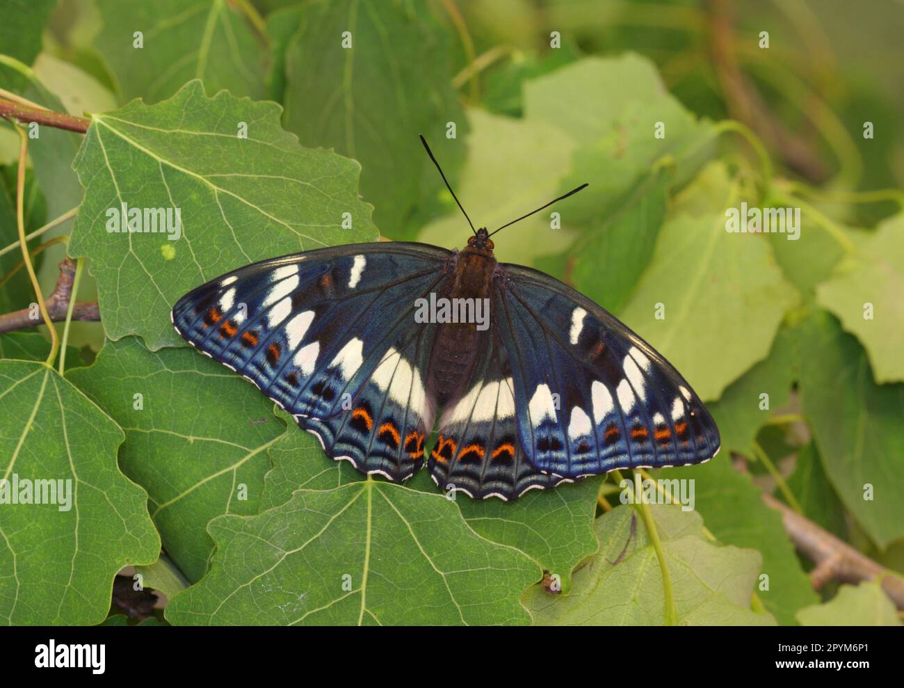 Limenitis populi femelle Nymphalidae Poplar Admiral Lepidoptera papillon Banque D'Images