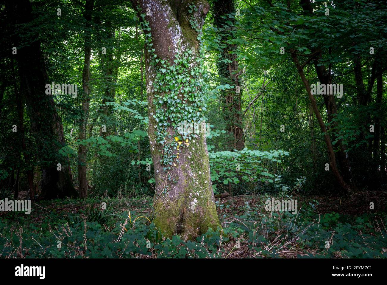 Arbre couvert de lierre Banque D'Images