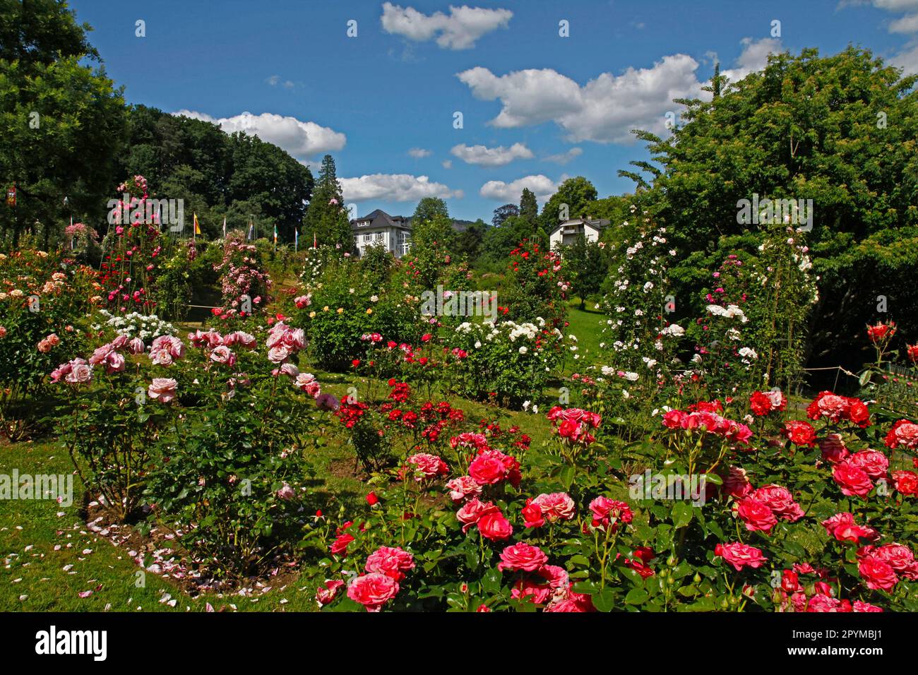 Roseraie, sur la Beutig, sur la Moltkestrasse, Baden-Baden, Baden-Wuerttemberg, Allemagne Banque D'Images