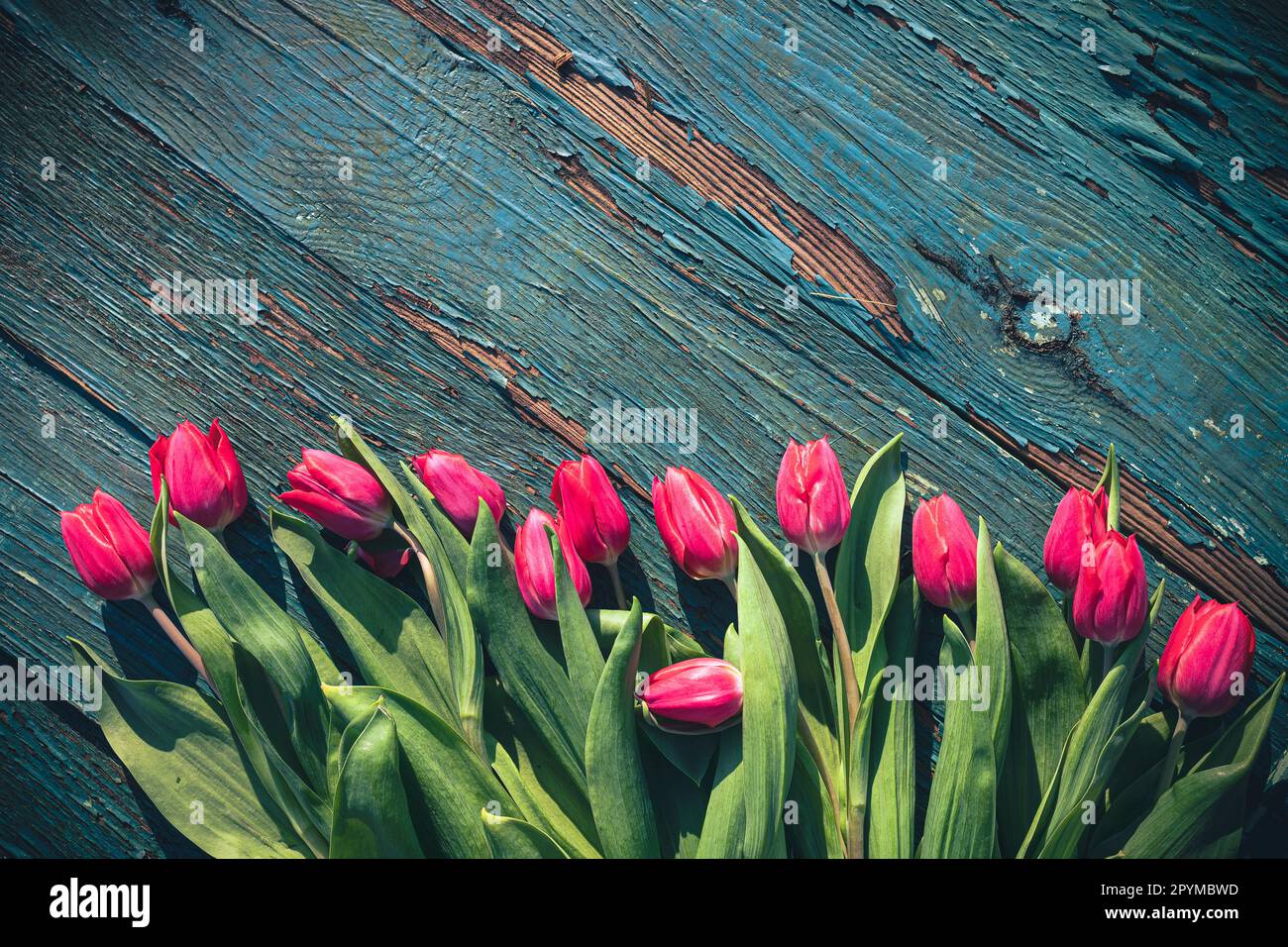 Résumé Contexte L'art avec des Tulipes de printemps sur sol en bois pour la conception Banque D'Images