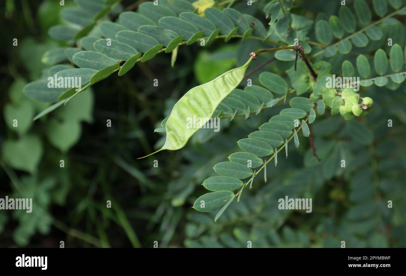 Un fruit plat et fin en développement et une brochure d'un arbre à thé Matura (Senna Auriculata) Banque D'Images
