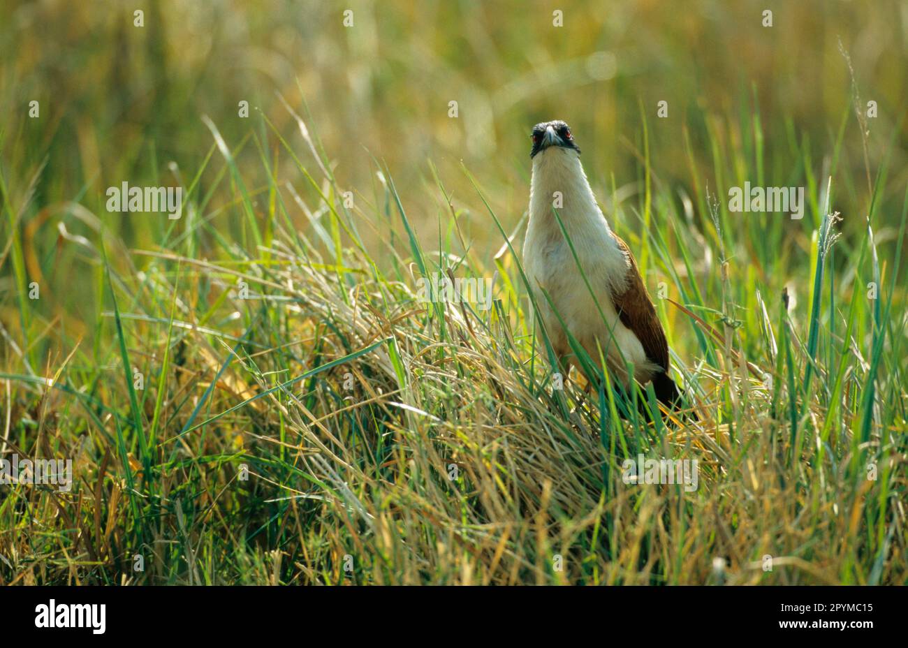 Coucou à ailes d'épi du Sénégal, coucou à ailes d'épi du Sénégal, animaux, oiseaux, coucou, Sénégal Coucal (Centropus senegalensis) adulte se fourrager dans les roseaux Banque D'Images