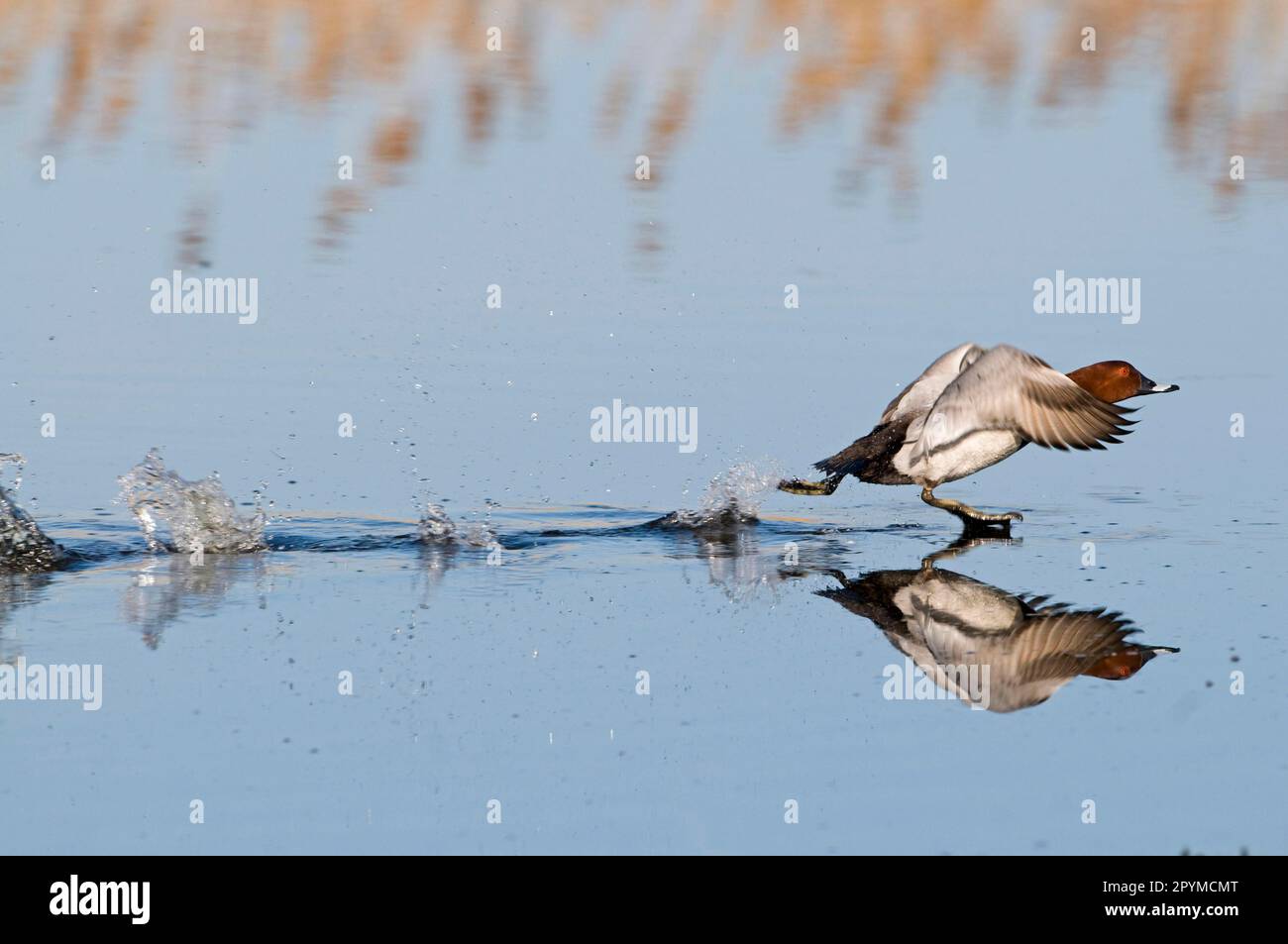 Common Pochard (Aythya ferina) adulte mâle, décollage de l'eau, Norfolk, Angleterre, Royaume-Uni Banque D'Images