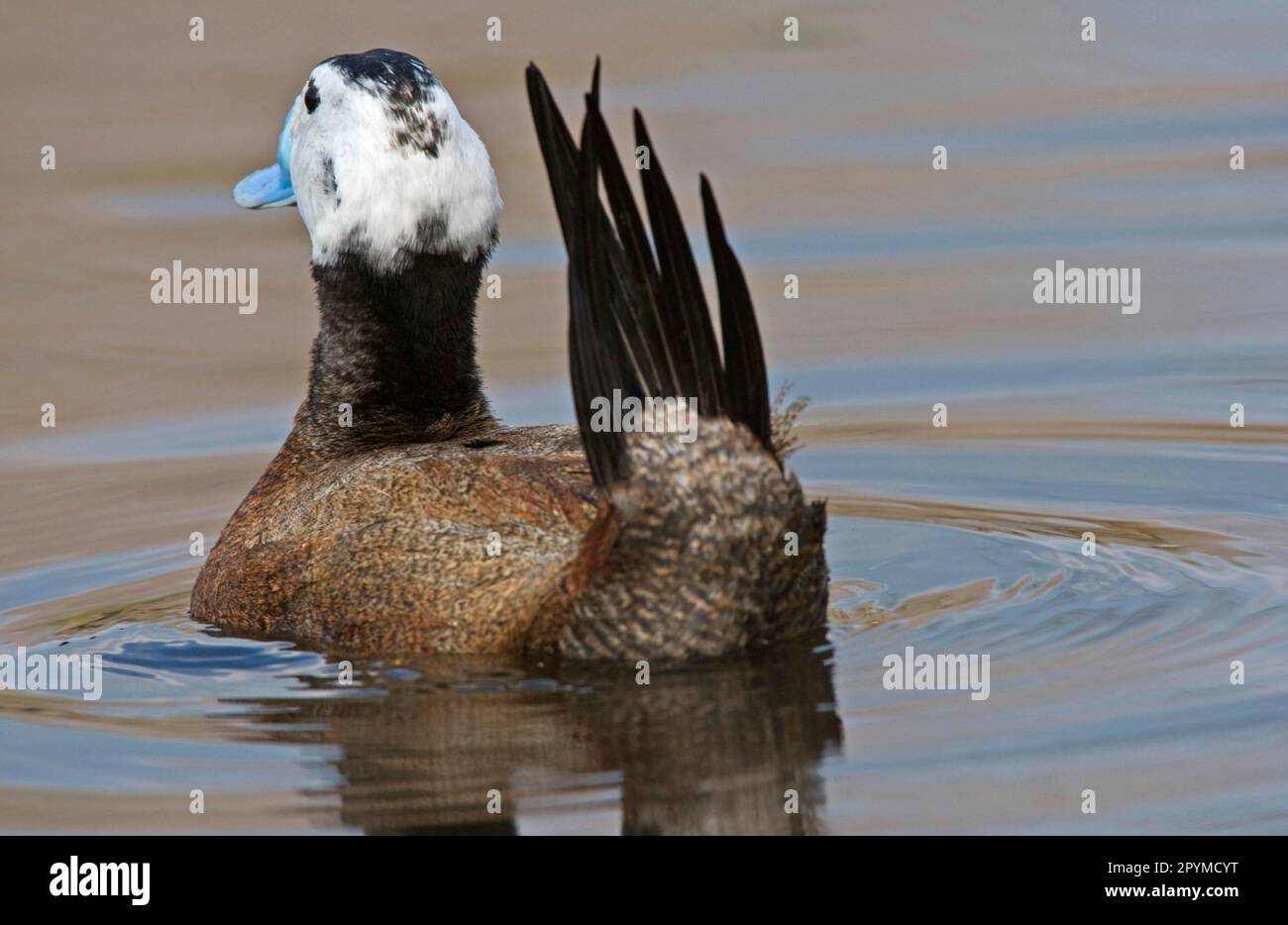 Canards à tête blanche (Oxyura leucocephala), canards à tête blanche, canards, oiseaux d'oie, animaux, Oiseaux, canard à tête blanche, mâle adulte, exposé sur l'eau Banque D'Images