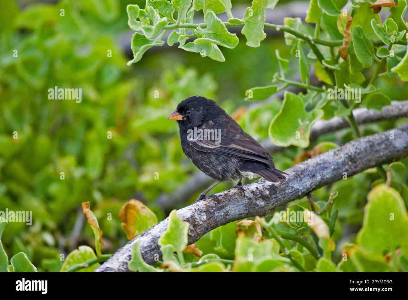 Petites finies de sol, petites finches de sol (Geopiza), Finch de Galapagos, Finch de Darwin, Finches de Galapagos, Finches de Darwin, Oiseaux chanteurs, animaux, oiseaux Banque D'Images