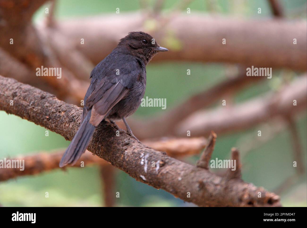 North Black-flycatcher (Melaenornis edolioides) adulte, perché sur la branche, Éthiopie Banque D'Images