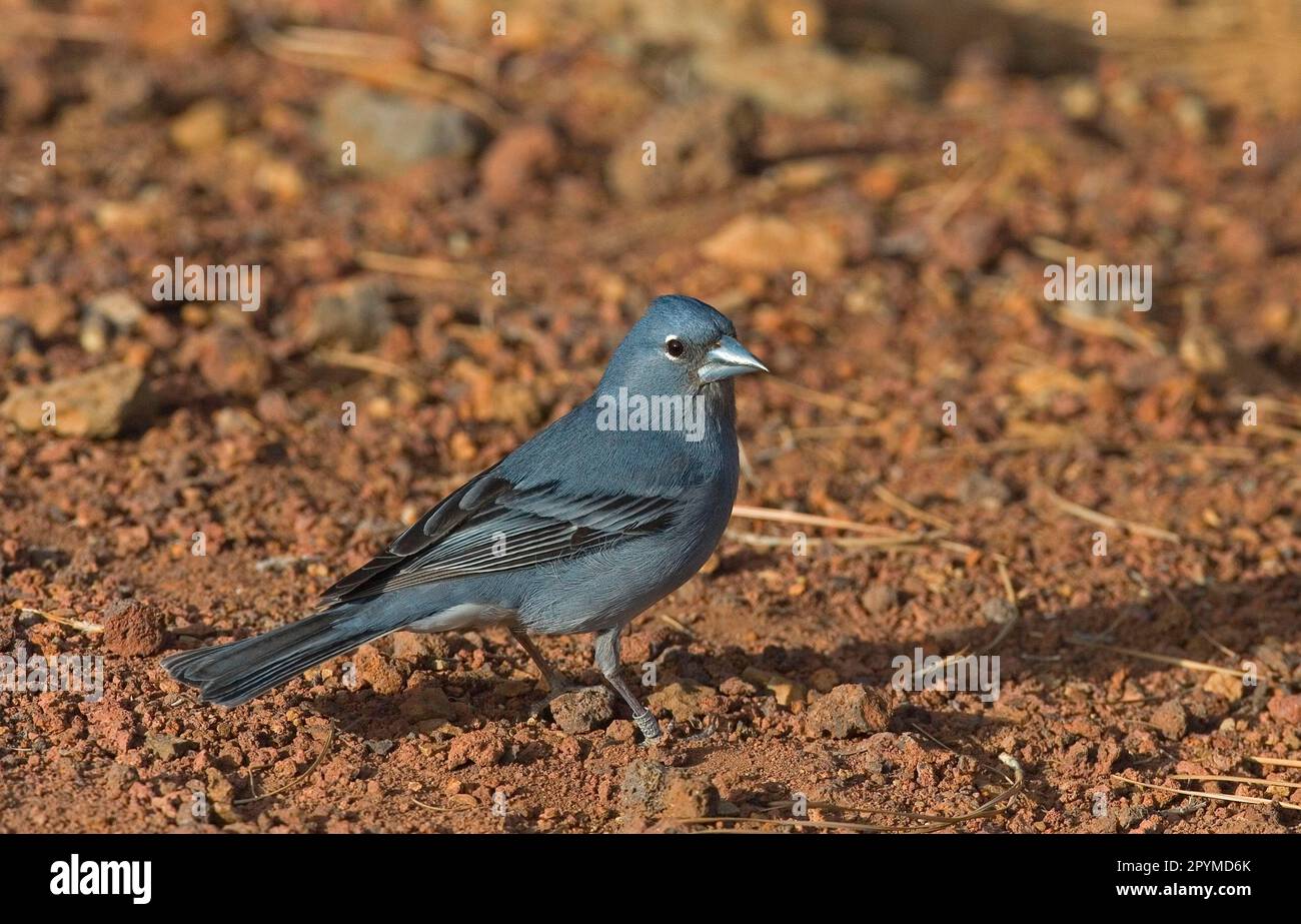 Chaffinch bleu (Fringilla teydea), homme adulte, debout au sol, Tenerife, îles Canaries Banque D'Images