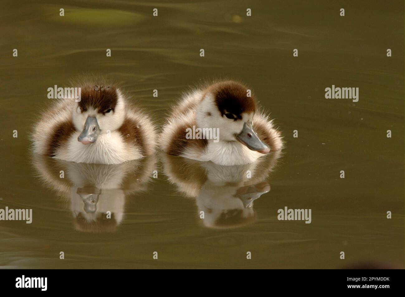 Shelduck (Tadorna tadorna) deux canetons reposant sur l'eau, Slimbridge, Angleterre, Royaume-Uni Banque D'Images