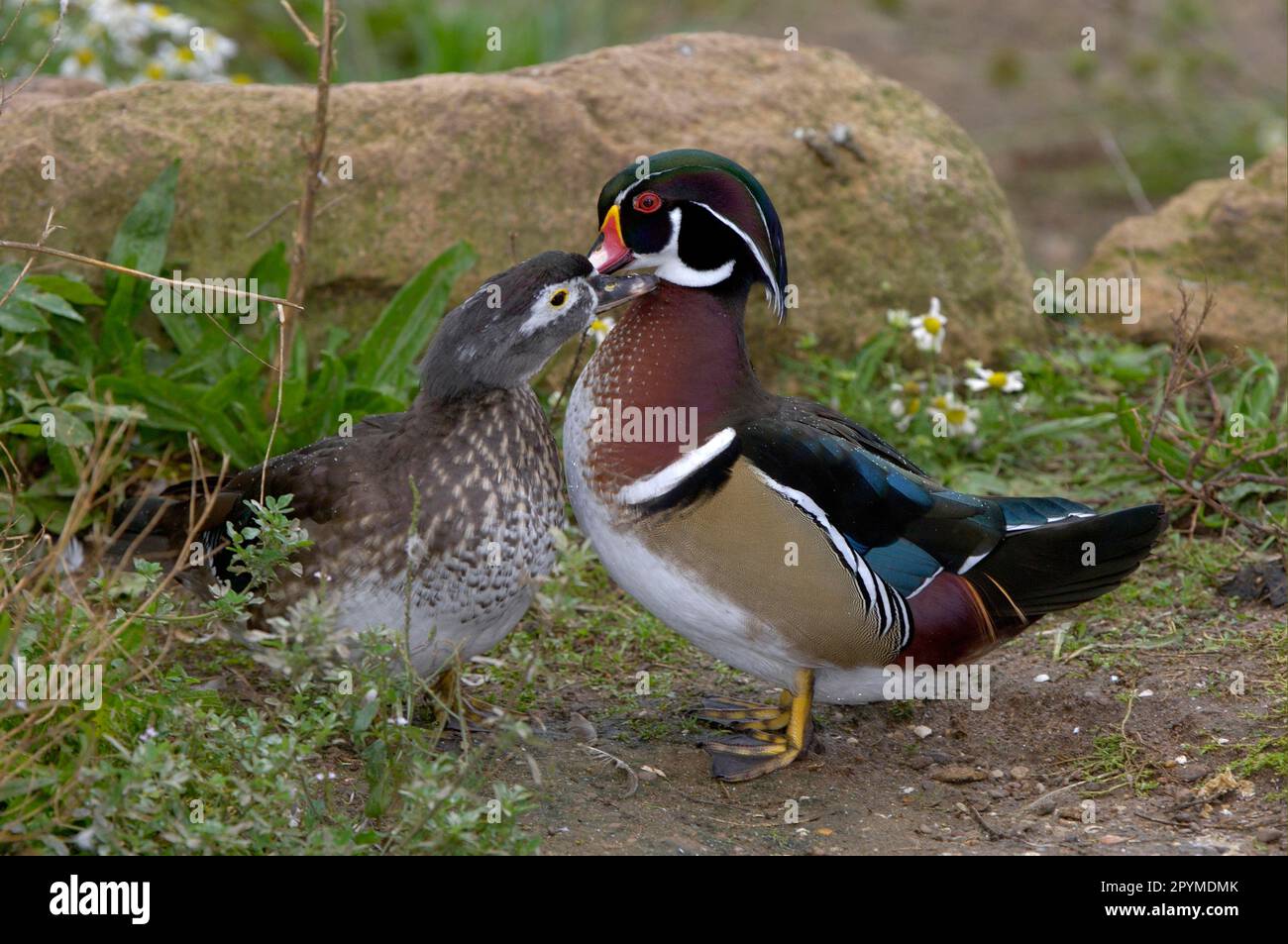 Canard à bois (Aix parraina), canetons, canards, oies, animaux, Oiseaux, paire adulte de canards de bois, comportement de la cour, présage mutuel Banque D'Images