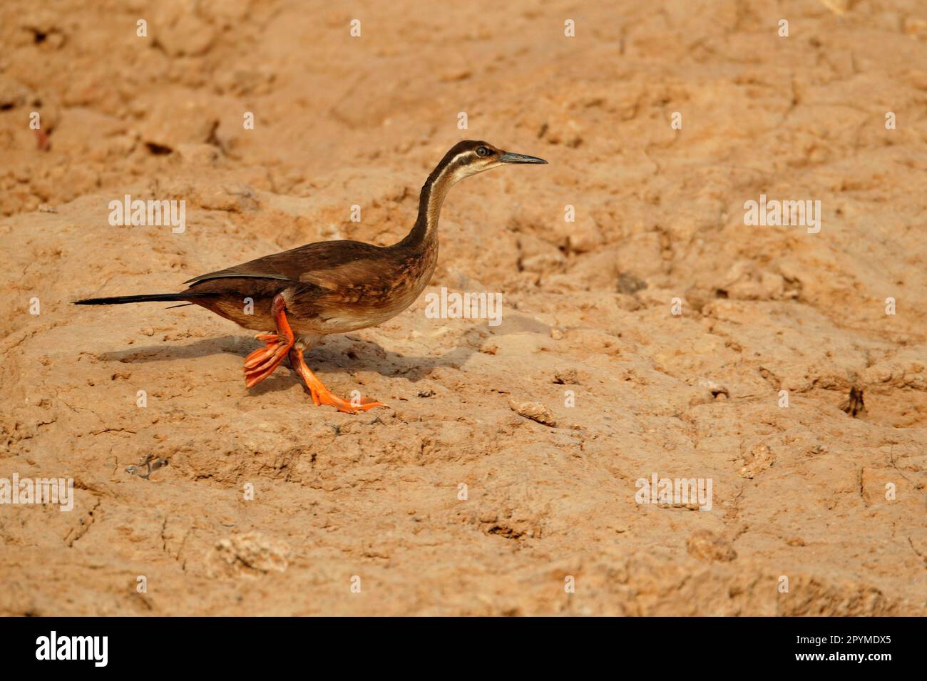 Pied-de-biche Bulafrican (Podica senegalensis), rails, animaux, oiseaux Finfoot immature, marche sur la rive, Niokolo-Koba, Sénégal Banque D'Images