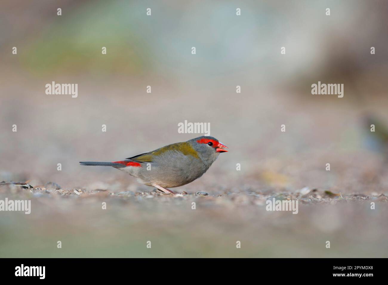 Finch brun rouge (Neochmia temporalis) adulte, se nourrissant au sol, Lamington N. P. Queensland, Australie Banque D'Images